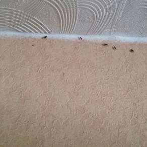 Выведение тараканов в квартире цена  Москва
