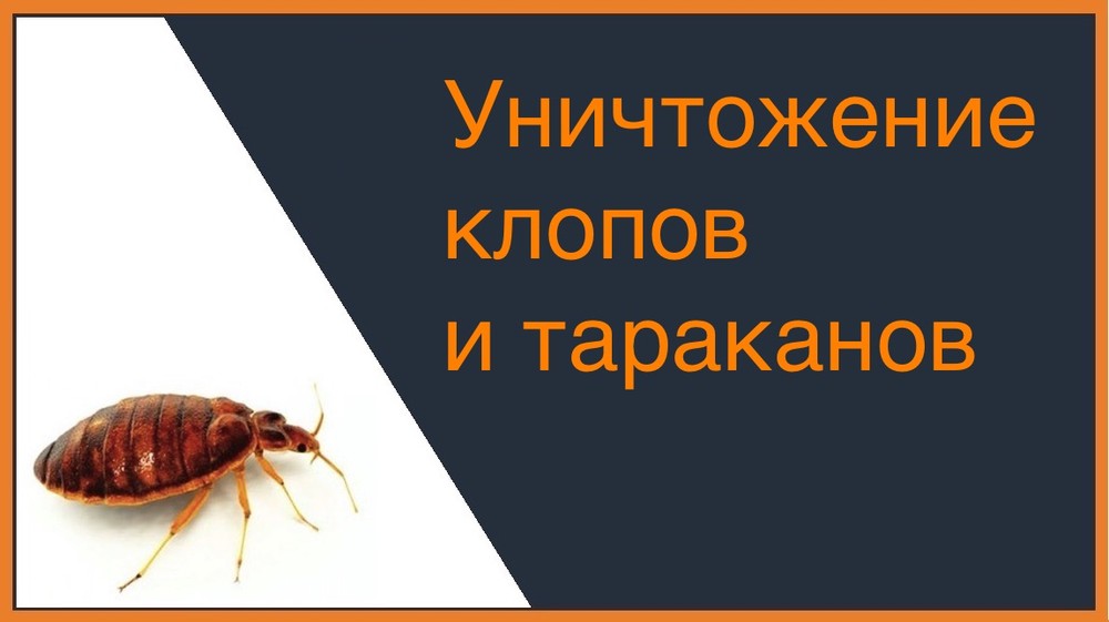 Уничтожение клопов и тараканов в Москве
