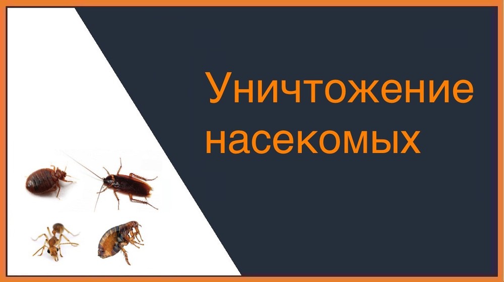 Уничтожение насекомых в Москве