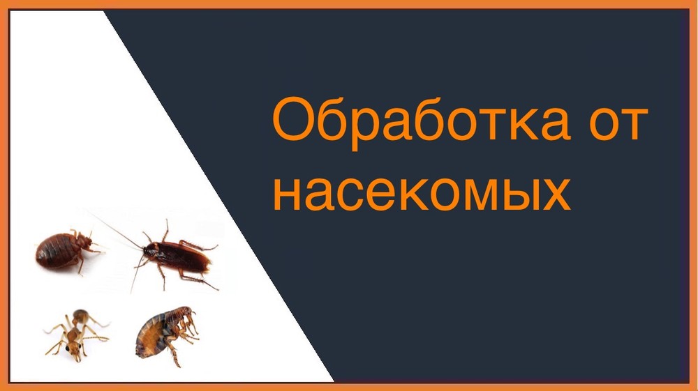 Обработка от насекомых в Москве