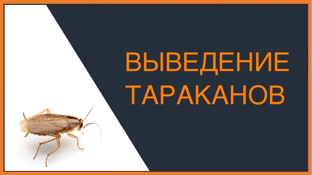 Выведение тараканов в Москве