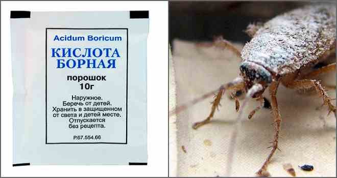 Борная кислота от тараканов – отзывы в Москве