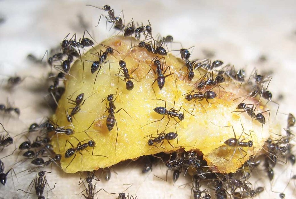 Уничтожение муравьев в квартире в Москве