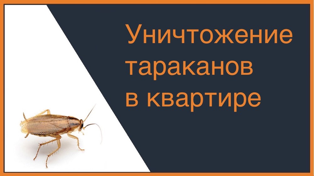 Уничтожение тараканов в квартире в Москве