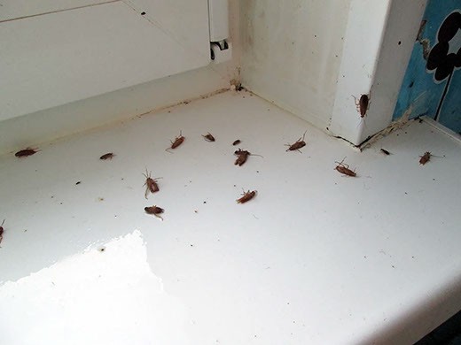 Дезинфекция от тараканов в Москве – цены